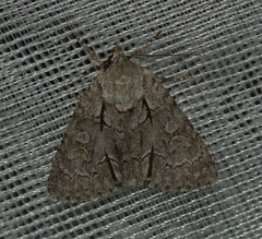 Acronicta laetifica