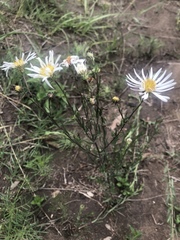 Symphyotrichum moranense