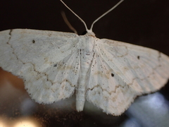 Idaea obfusaria