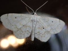 Idaea obfusaria