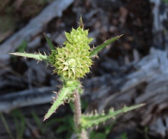 Cirsium remotifolium