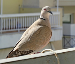 Streptopelia decaocto