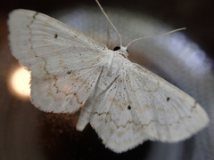 Idaea obfusaria