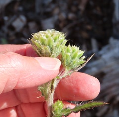 Cirsium remotifolium