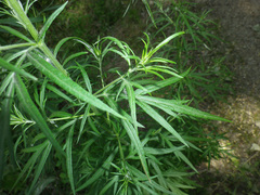 Artemisia vulgaris
