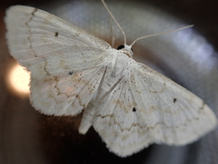 Idaea obfusaria
