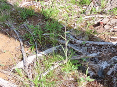 Cirsium remotifolium