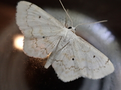 Idaea obfusaria