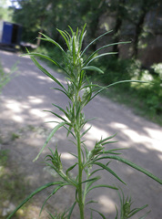 Artemisia vulgaris