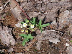Fragaria cascadensis