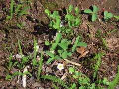 Fragaria cascadensis