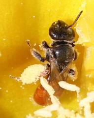 Macrotera