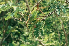 Pterophylla