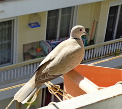 Streptopelia decaocto