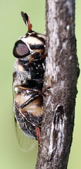 Copestylum caudatum