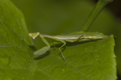 Callimantis antillarum
