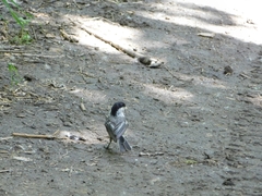 Poecile atricapillus