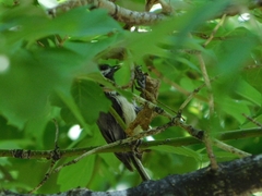 Poecile atricapillus