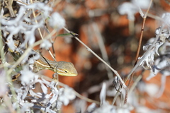 Diporiphora paraconvergens