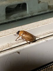 Cyclocephala