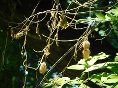 Echinocystis lobata