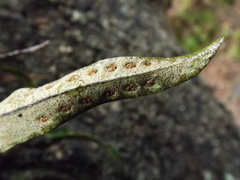 Pleopeltis polylepis polylepis