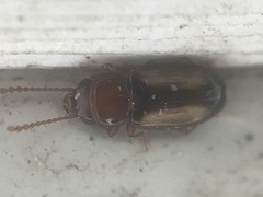 Laemophloeus terminalis