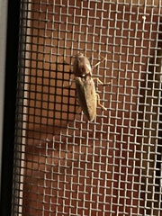 Conoderus lividus