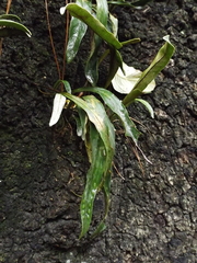 Pleopeltis polylepis polylepis