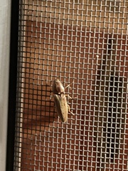 Conoderus lividus