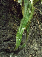 Pleopeltis polylepis polylepis