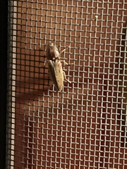 Conoderus lividus