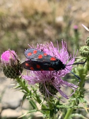 Zygaena dorycnii