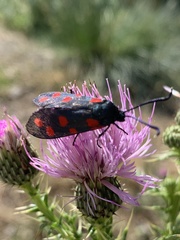 Zygaena dorycnii