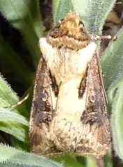 Agrotis stigmosa