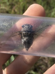 Diceroprocta vitripennis