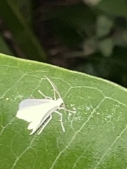 Lomographa vestaliata