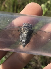 Diceroprocta vitripennis