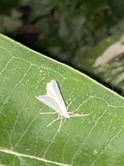Lomographa vestaliata