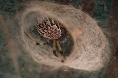 Nephilingis cruentata