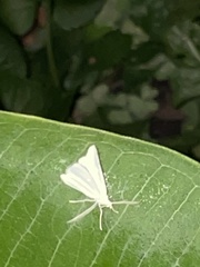 Lomographa vestaliata