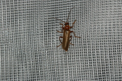 Cantharis rufa
