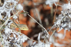 Diporiphora paraconvergens