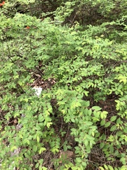 Symphoricarpos microphyllus