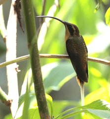 Phaethornis syrmatophorus