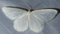 Protitame virginalis