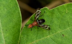 Tritoxa
