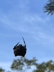 Araneus bicentenarius