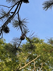 Araneus bicentenarius