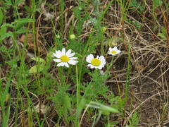Anthemis maritima